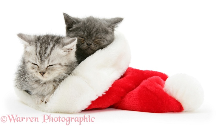 Two kittens asleep in a Santa hat, white background