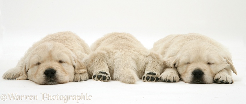 Golden Retriever pups asleep, one back view, hind paws outstretched, white background