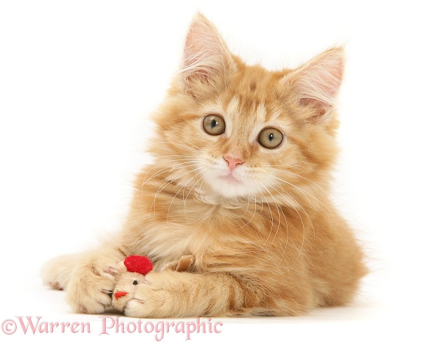 Ginger Maine Coon kitten playing with a toy mouse, white background