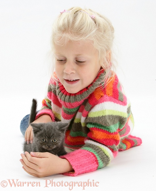 Siena with grey kitten, white background