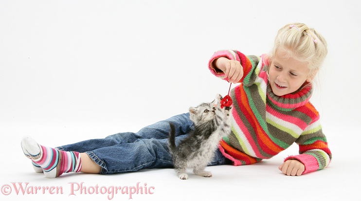 Siena with silver tabby kitten, white background