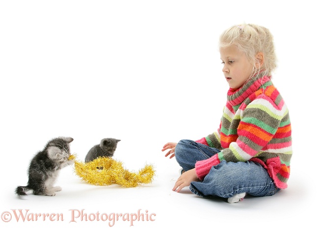 Siena with kittens and tinsel, white background