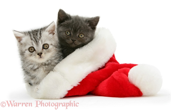 Two kittens in a Santa hat, white background