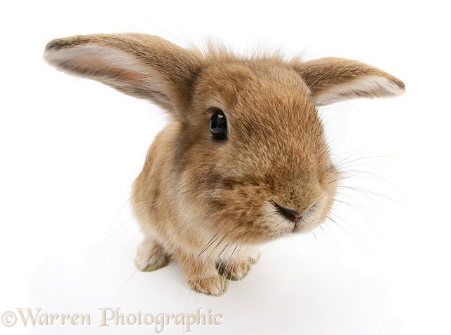 Sandy Lionhead-cross rabbit, white background