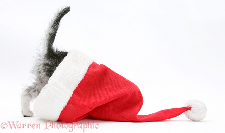 Silver tabby kitten with its head in a Santa hat, white background