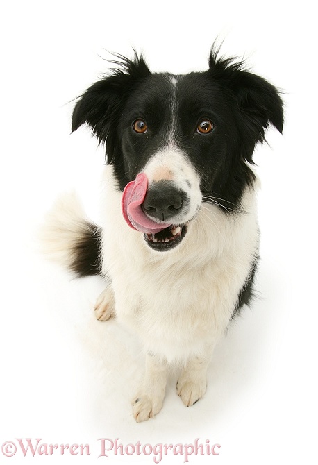 Black-and-white Border Collie bitch, Phoebe, licking her lips, white background