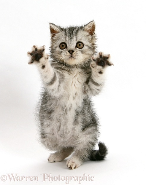 Playful silver tabby kitten reaching out, white background