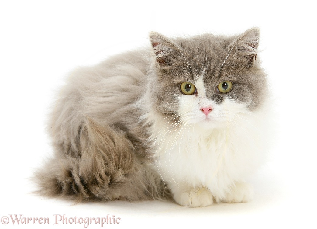 Ragdoll x British Shorthair kitten, 12 weeks old, white background