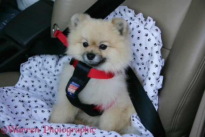 Pomeranian dog, Rikki, with seat belt harness on