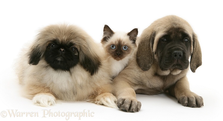 Pekingese and English Mastiff pups with Birman-cross kitten, white background
