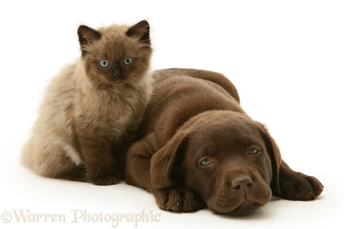 Chocolate Labrador Retriever pup with chocolate Birman-cross kitten, white background