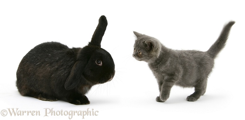 Black rabbit meets grey kitten, white background