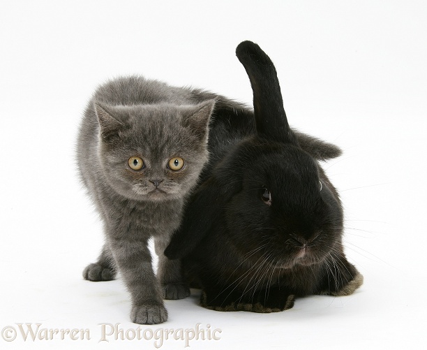 Black rabbit and grey kitten, white background