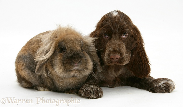 Chocolate roan Cocker Spaniel pup, Topaz, 12 weeks old, with Lionhead rabbit, white background