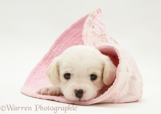 Westie x Cavalier pup in a hat, white background