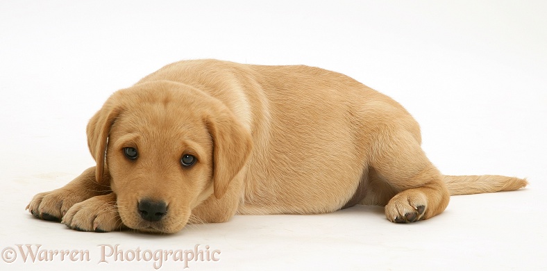 Yellow Labrador Retriever pup, 8 weeks old, lying with chin on paws, white background