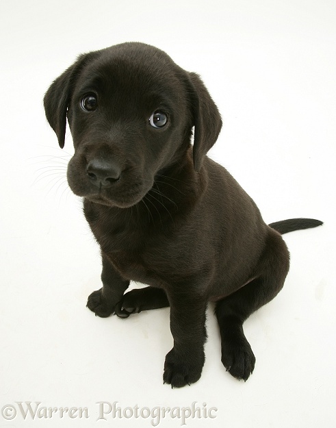 Black Labrador Retriever pup, 8 weeks old, white background
