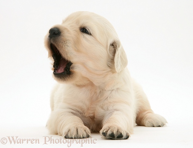 Golden Retriever puppy yawning, white background