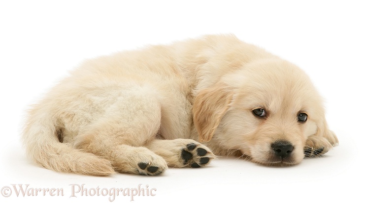 Golden Retriever puppy lying, chin on floor, white background