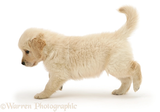 Golden Retriever puppy running across, white background