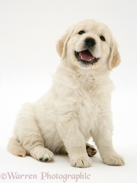 Golden Retriever puppy, white background