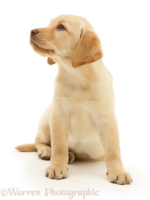 Yellow Labrador Retriever pup, white background