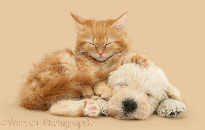 Sleepy Woodle (West Highland White Terrier x Poodle) pup and ginger Maine Coon kitten, white background
