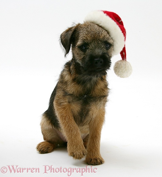 Border Terrier bitch pup, Rusty, 10 weeks old, with Father Christmas hat on, white background