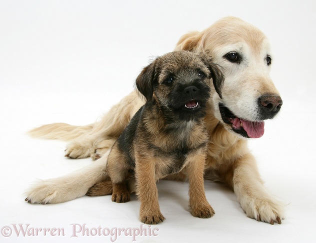 Border Terrier bitch pup, Rusty, 10 weeks old, with elderly Golden Retriever bitch, Missy, 13 years old, white background