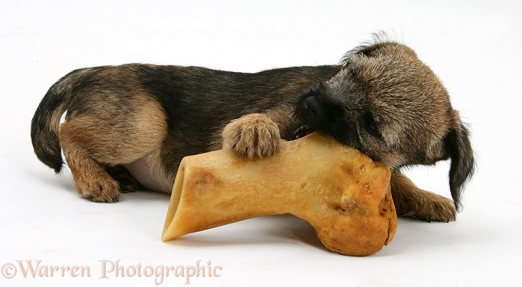 Border Terrier bitch pup, Rusty, 10 weeks old, gnawing a bone, white background