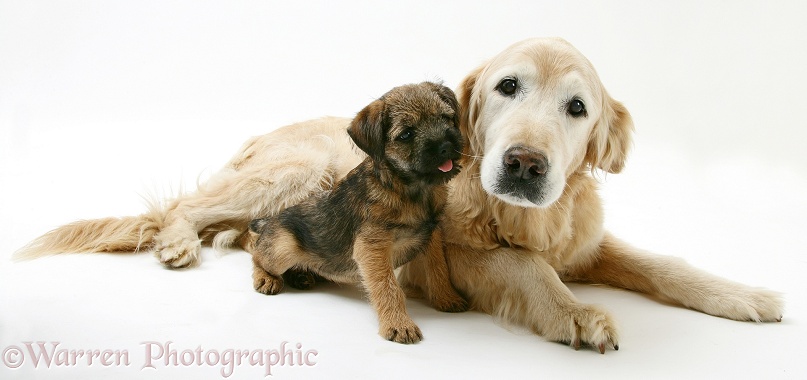 Border Terrier bitch pup, Rusty, 10 weeks old, with elderly Golden Retriever bitch, Missy, 13 years old, white background