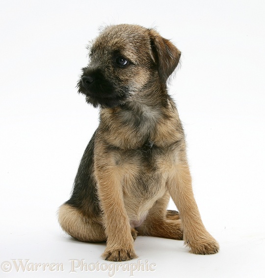 Border Terrier bitch pup, Rusty, 10 weeks old, white background