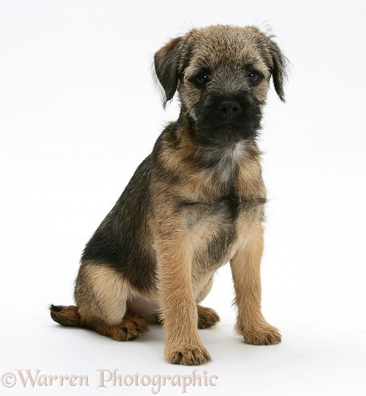 Border Terrier bitch pup, Rusty, 10 weeks old, sitting, white background