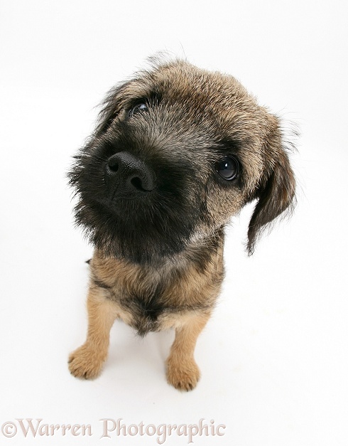 Border Terrier bitch pup, Rusty, 10 weeks old, white background