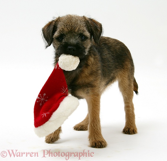 Border Terrier bitch pup, Rusty, 10 weeks old, chewing a Father Christmas hat, white background