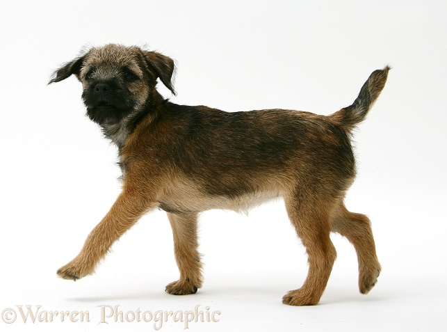 Border Terrier bitch pup, Rusty, 10 weeks old, walking across, white background
