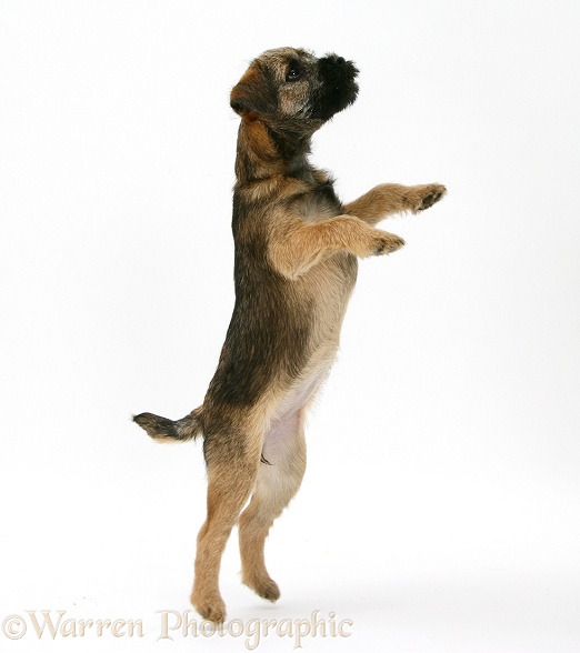 Border Terrier bitch pup, Rusty, 10 weeks old, Jumping up, white background