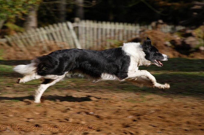 Black-and-white Border Collie, Phoebe, running