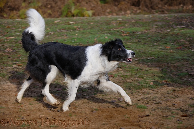 Black-and-white Border Collie, Phoebe, running