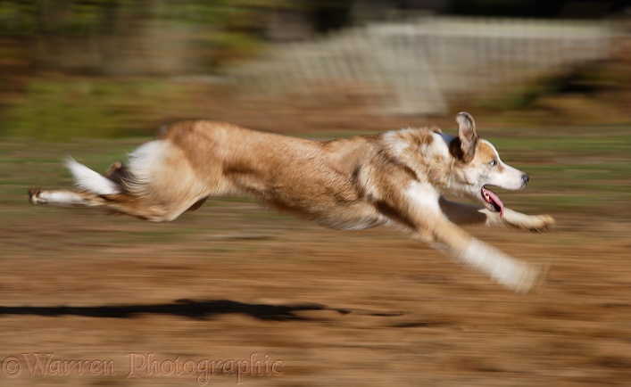 Sable-and-white Border Collie, Zebedee, running