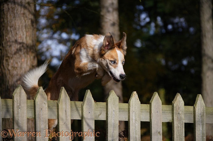 Sable-and-white Border Collie, Zebedee, leaping a fence