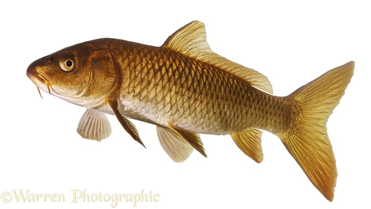 Carp (Cyprinus carpio), white background