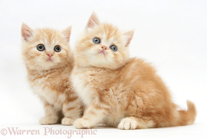 Ginger kittens, white background
