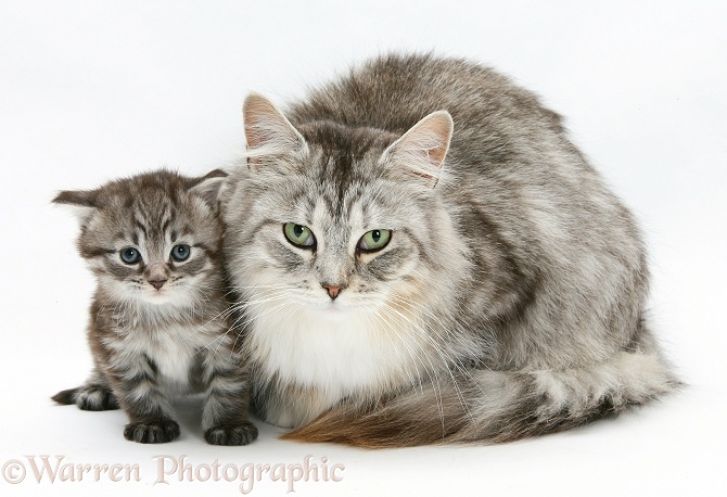 Maine Coon mother cat, Bambi, and her tabby kitten, Goliath, white background