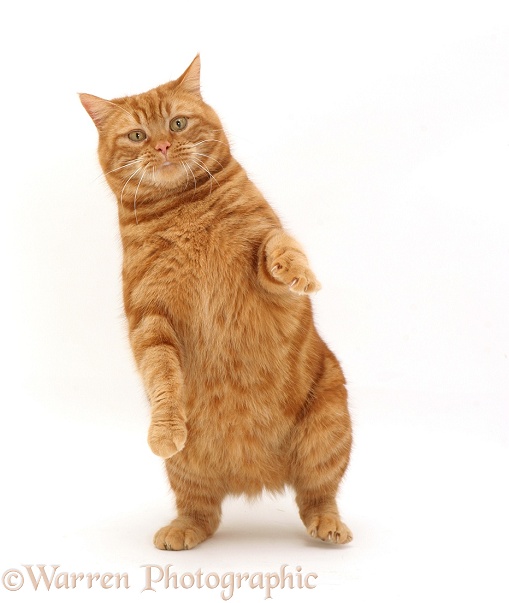 British shorthair red tabby cat, Glenda, 'dancing', white background