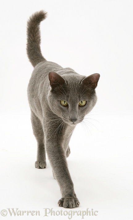 Blue Tonkinese male cat, Del, walking forward, white background