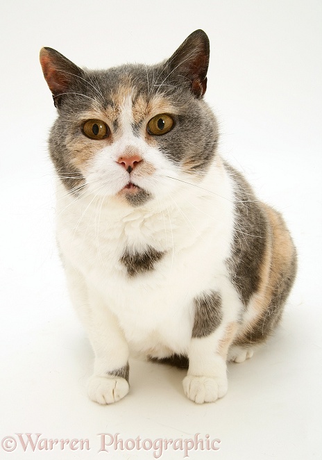 Tortoiseshell-and-white cat, white background