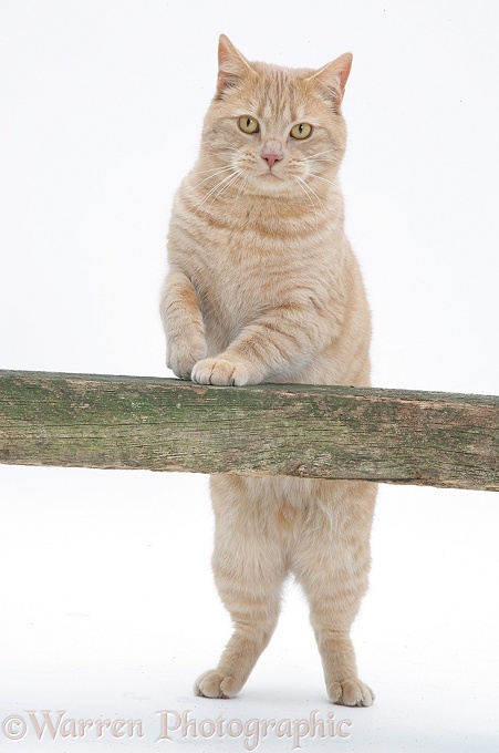 Cream spotted British shorthair cat, Horatio, white background