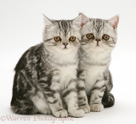 Silver tabby Exotic cats, white background