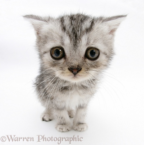 Silver tabby kitten with big eyes, white background